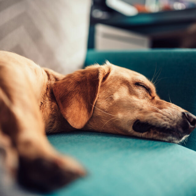 Welcoming Furry Guests: Essential Tips for Creating a Pet Friendly Airbnb or Short-Term Rental